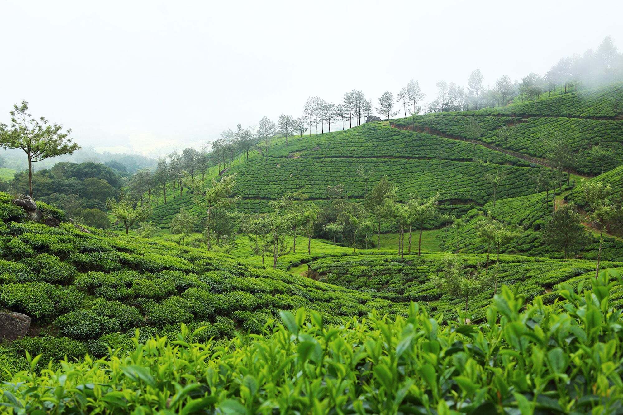 Fort Munnar Chinnakanal Eksteriør billede